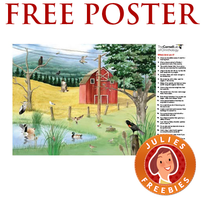 free-bird-id-poster