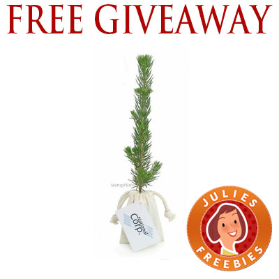 free-evergreen-seedling-giveaway