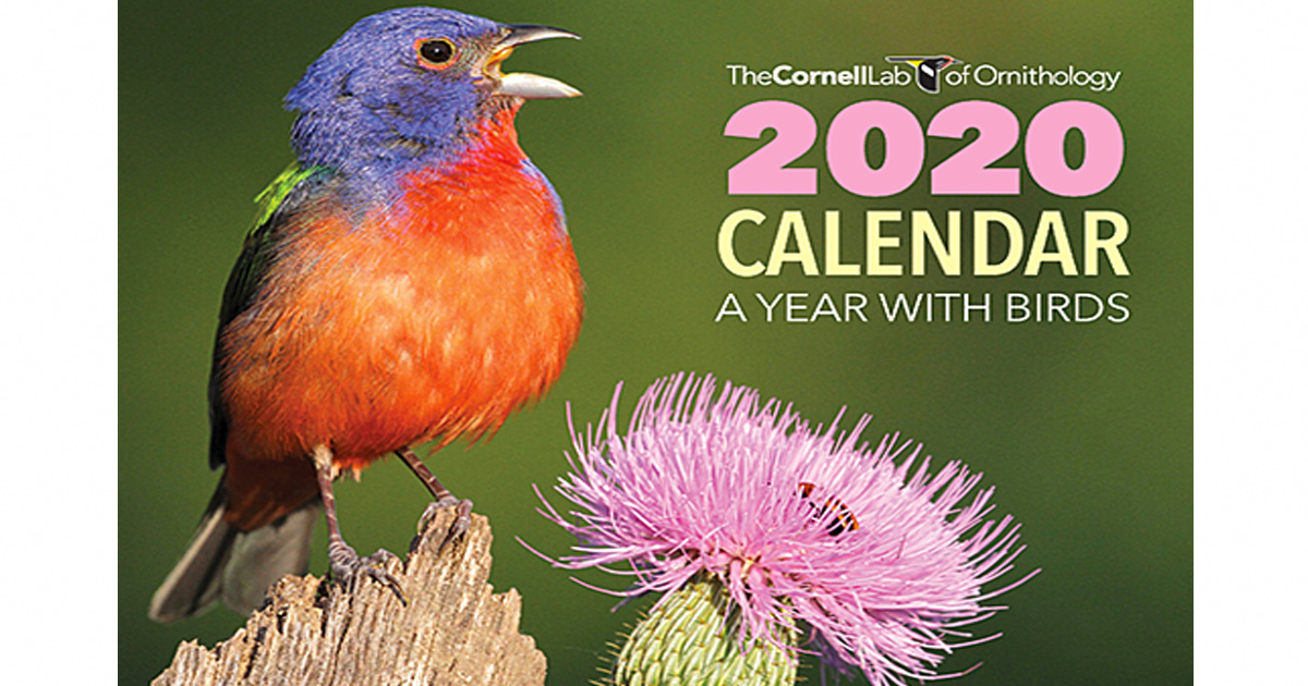 Free 2020 A Year with Birds Calendar Julie's Freebies