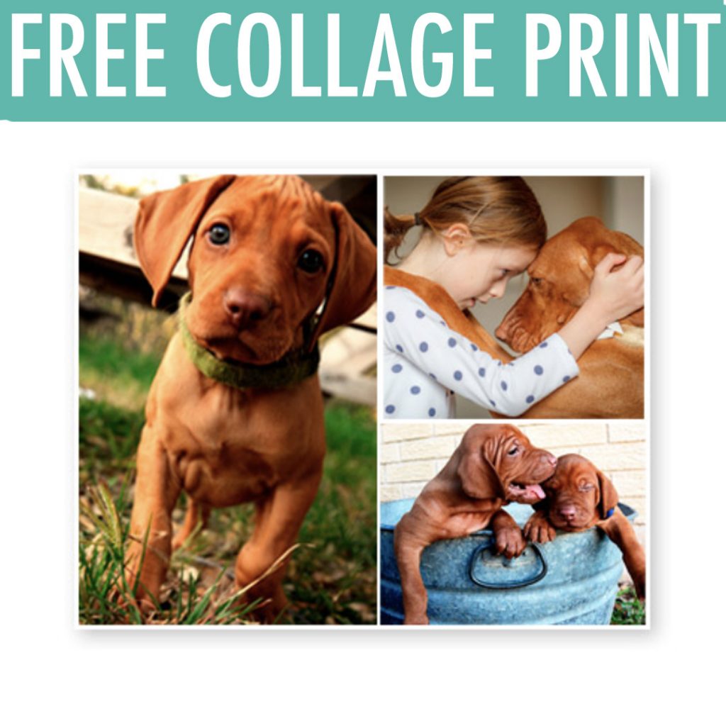 free-8x10-collage-print-at-cvs-julie-s-freebies