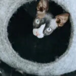 Mau's Cozy Cat Sweepstakes