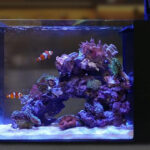 Desktop Aquarium Giveaway